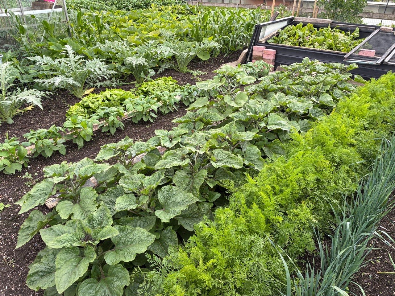 Moestuinbedden vol groene groenten